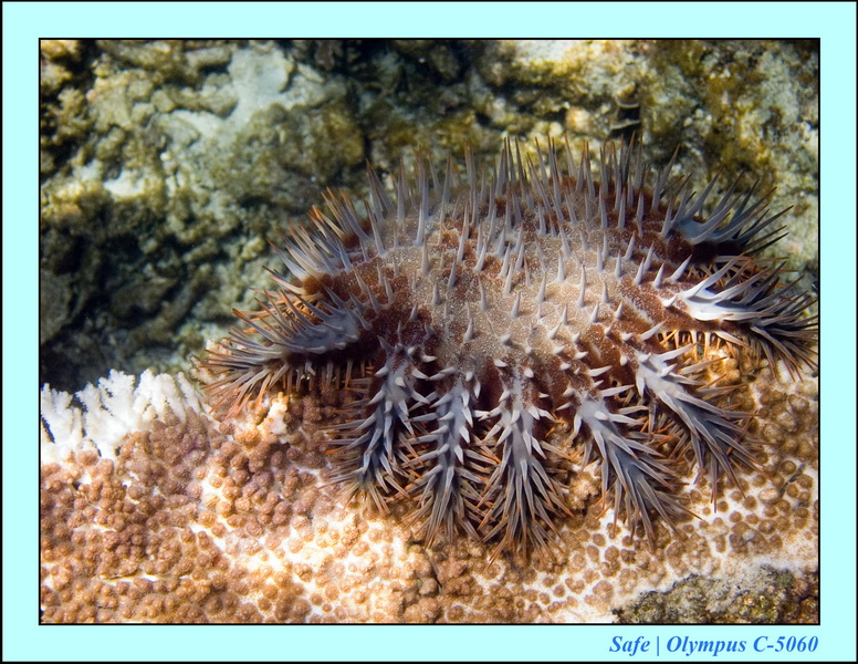 2006 - 07 - Perhentian - Plongee 63